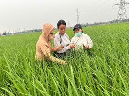 Phú Nghĩa: Kiểm tra đồng ruộng, hướng dẫn phòng trừ sâu bệnh hại lúa