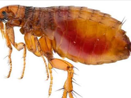 Sẩn ngứa do bọ chét gia tăng, nhiều ca có nuôi chó mèo