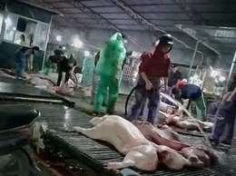 Lãnh đạo, chỉ đạo triển khai có hiệu quả công tác phòng chống bệnh dịch tả lợn Châu Phi