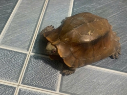 UBND xã Xuân Mai thông báo công khai về việc tìm chủ sở hữu, người quảnlý hợp pháp đối với cá thể động vật nêu trên, cụ thể như sau:
1. Loài động vật: Rùa Sa Nhân
Tên khoa học: Cuora mouhotii
2. Nhóm loài: IIB