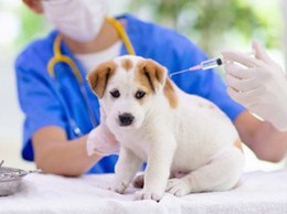 Thông báo tiêm vắc xin phòng bệnh dại cho đàn chó, mèo năm 2026