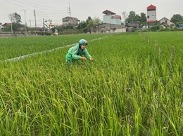 HƯỚNG DẪN CÁC BIỆN PHÁP PHÒNG TRỪ BỌ TRĨ VÀ VE SẦU BỌT HẠI LÚA VỤ XUÂN.