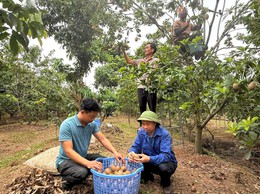 HÒA XÁ: TỪ NHỮNG 