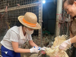 XÃ VĨNH THANH TĂNG TỐC TIÊM PHÒNG CÚM GIA CẦM – CHỦ ĐỘNG “DỰNG LÁ CHẮN” PHÒNG DỊCH