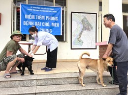 Bát Tràng tổ chức tiêm phòng vắc xin dại cho đàn chó, mèo trên địa bàn xã