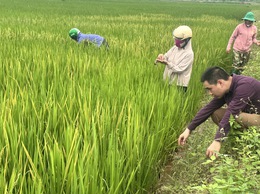 Chi cục Trồng trọt và Bảo vệ thực vật Hà Nội kiểm tra tình hình sản xuất nông nghiệp tại HTXNN An Mỹ, xã Hồng Sơn