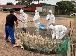 Tiến Thắng đẩy nhanh tiêm phòng vắc xin cho đàn gia súc, gia cầm