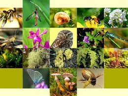 Hà Nội công bố thủ tục hành chính nội bộ lĩnh vực bảo tồn thiên nhiên và đa dạng sinh học