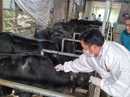 Xã Thuận An tập trung quyết liệt tiêm vắc xin phòng chống dịch bệnh cho đàn gia súc, gia cầm và tiêm phòng dại chó, mèo