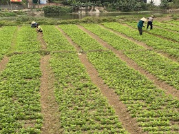 Quy định về điều kiện bảo đảm an toàn thực phẩm  trong sản xuất rau, cây ăn quả