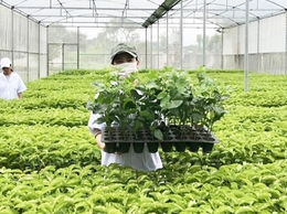 Hà Nội phê duyệt, bãi bỏ quy trình nội bộ giải quyết thủ tục hành chính lĩnh vực Trồng trọt, đẩy mạnh cải cách và chuyển đổi số