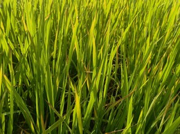 Tăng cường phòng trừ sâu bệnh hại lúa từ nay đến cuối vụ