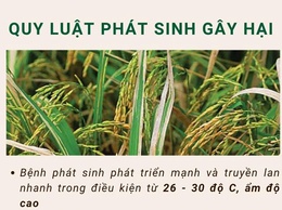 BIỆN PHÁP PHÒNG TRỪ BỆNH ĐỐM SỌC VI KHUẨN VÀ BỆNH BẠC LÁ VỤ XUÂN 2026