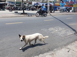 Thông báo về việc tăng cường quản lý nuôi vật nuôi (chó, mèo) và đảm bảo trật tự công cộng trên địa bàn phường Thanh Liệt