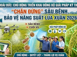Hoài Đức chủ động triển khai đồng bộ giải pháp kỹ thuật, “chặn đứng” sâu bệnh cuối vụ lúa xuân 2026