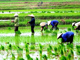Hoài Đức tăng tốc sản xuất vụ mùa 2026 – Quyết tâm phủ kín diện tích trong khung thời vụ vàng