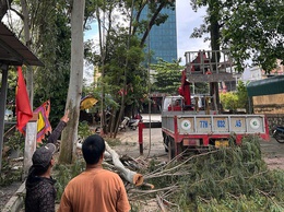 Xuân Mai triển khai kế hoạch cắt tỉa cây xanh đảm bảo cảnh quan, mỹ quan đô thị, phòng chống thiên tai trên địa bàn