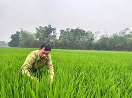 Đoài Phương chủ động phòng trừ bệnh đạo ôn hại lúa Xuân

