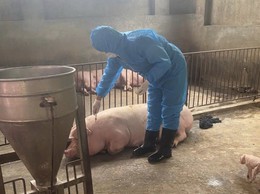 Trung tâm Dịch vụ tổng hợp xã Phúc Lộc triển khai tiêm phòng vắc xin cho đàn gia súc, gia cầm đợt 1 năm 2026