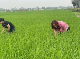 HƯỚNG DẪN CHĂM SÓC VÀ PHÒNG TRỪ SÂU BỆNH LÚA GIAI ĐOẠN ĐỨNG CÁI