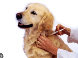 TUYÊN TRUYỀN TIÊM PHÒNG BỆNH DẠI CHO ĐÀN CHÓ, MÈO TẠI XÃ DÂN HÒA NĂM 2026.