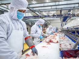 Dịch tả lợn Châu Phi không lây sang người