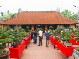 Khai mạc trưng bày giao lưu cây cảnh bon sai nghệ thuật xuân Bính Ngọ 2026