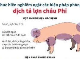 Phường Thanh Liệt siết chặt công tác phòng, chống dịch tả lợn châu Phi