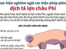 Dịch tả lợn Châu Phi không lây sang người