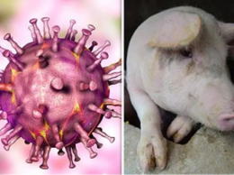 Dịch tả lợn châu Phi: Lời giải đáp khoa học về nguy cơ lây nhiễm sang người