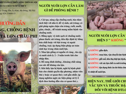 Dịch tả lợn châu phi không lây sang người