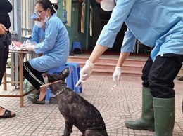 Về việc tăng cường tuyên truyền và thực hiện các biện pháp phòng, chống bệnh dại