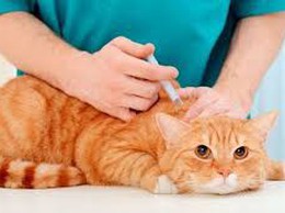 Phường Thanh Liệt: Thông báo thời gian, địa điểm về việc tiêm phòng vacxin phòng bệnh dại cho đàn chó, mèo