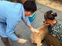 Chương Mỹ tiêm phòng vắc xin cho đàn gia súc, gia cầm đợt 1 năm 2026