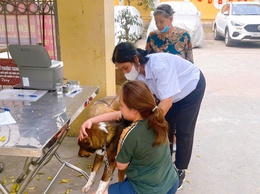 Phường Thanh Liệt tổ chức tiêm phòng dại cho đàn chó, mèo an toàn, hiệu quả