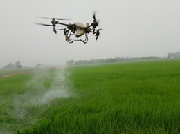 THÔN NAM CHÍNH ỨNG DỤNG THIẾT BỊ BAY KHÔNG NGƯỜI LÁI PHÒNG TRỪ BỆNH ĐẠO ÔN LÚA XUÂN.