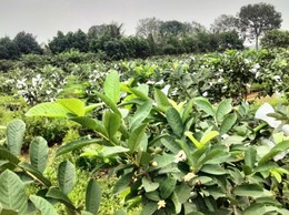 QUYẾT ĐỊNH QUY ĐỊNH TRÌNH TỰ, THỦ TỤC TRIỂN KHAI THỰC HIỆN NGHỊ QUYẾT SỐ 53/2025/NQ-HĐND VỀ CHÍNH SÁCH PHÁT TRIỂN NÔNG NGHIỆP TRÊN ĐỊA BÀN TP HÀ NỘI