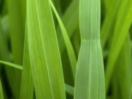 HƯỚNG DẪN BÓN PHÂN ĐÓN ĐÒNG LÚA VỤ XUÂN NĂM 2026