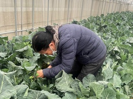 Đảm bảo an toàn thực phẩm trong sản xuất
 nông nghiệp – Yếu tố quyết định chất lượng nông sản
