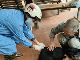 Phường Tùng Thiện triển khai tiêm vắc xin dại cho đàn chó mèo