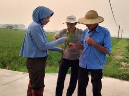 HƯỚNG DẪN Phòng trừ bệnh Đạo ôn hại lúa xuân năm 2026