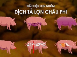 TUYÊN TRUYỀN: DỊCH TẢ LỢN CHÂU PHI KHÔNG LÂY SANG NGƯỜI