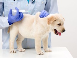 Thông báo về việc tiêm phòng vắc xin bệnh dại cho đàn chó, mèo trên địa bàn phường Phú Thượng năm 2026