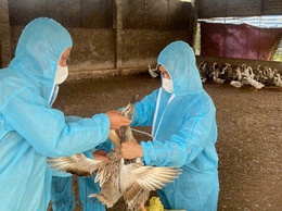 Phúc Thọ đạt 100% kế hoạch tiêm phòng vắc xin cho đàn vật nuôi