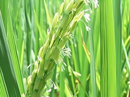 KỸ THUẬT CHĂM SÓC LÚA XUÂN 2026: 