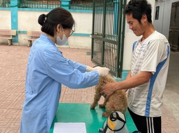 Xã Ô Diên đang triển khai tiêm vắc xin phòng bệnh cho đàn gia súc, gia cầm trên địa bàn