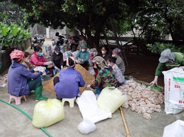 Hội viên Hợp tác xã Nông nghiệp Tân Tiến tích cực trong công tác diệt chuột bảo vệ lúa vụ Xuân 2026