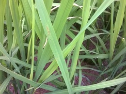 Trung tâm Dịch vụ tổng hợp xã Xuân Mai: Tình hình bệnh đạo ôn hại lúa và biện pháp phòng trừ