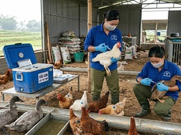 Xã Ô Diên triển khai tiêm phòng cúm gia cầm đợt 1 năm 2026