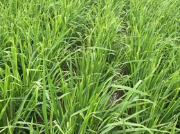 TĂNG CƯỜNG CHĂM SÓC VÀ PHÒNG TRỪ SÂU BỆNH LÚA GIAI ĐOẠN LÀM ĐÒNG